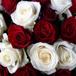 Букет из 51 красной и белой розы model №125
